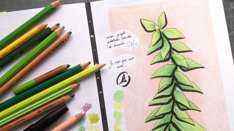 Page de carnet représentant une plante succulente étiolée, en nuances de vert sur fond rose pâle. A gauche, les fournitures utilisées pour le dessin.